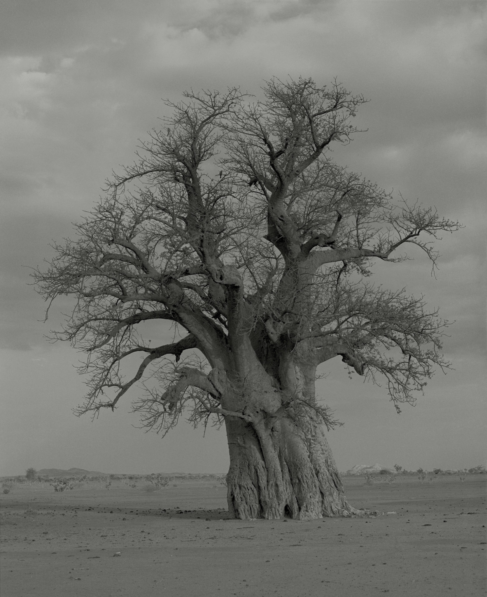 Claude Iverné-Baobab