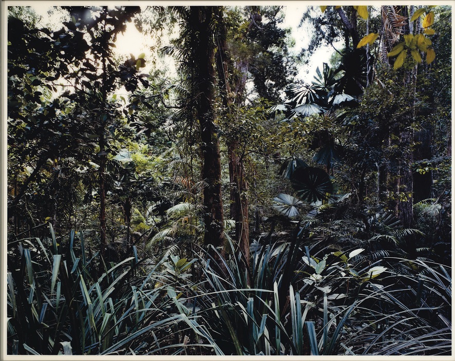 Thomas Struth, Paradise 7, Daintree Australia, 1999, €40,000-60,000