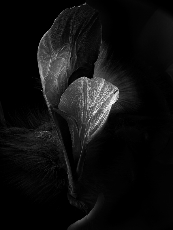 2011_17 Soleil noir 80 x 60 ©Yves Trémorin