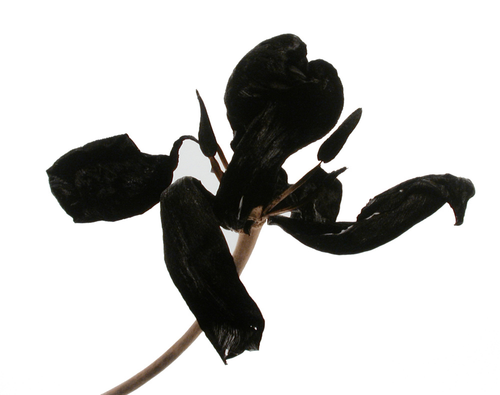 Denis Brihat, Tulipe Noire, 2012, tirage argentique réalisé par l’artiste virage au sélénium, 40 x 50 cm, Denis Brihat_galerie Camera Obscura. CAMERA OBSCURA  