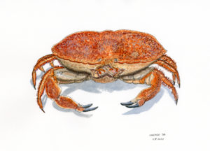 crabe encre de chine et aquarelle
