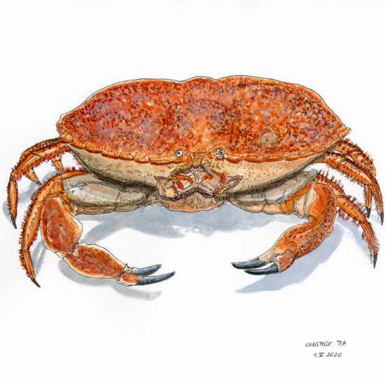 crabe encre de chine et aquarelle