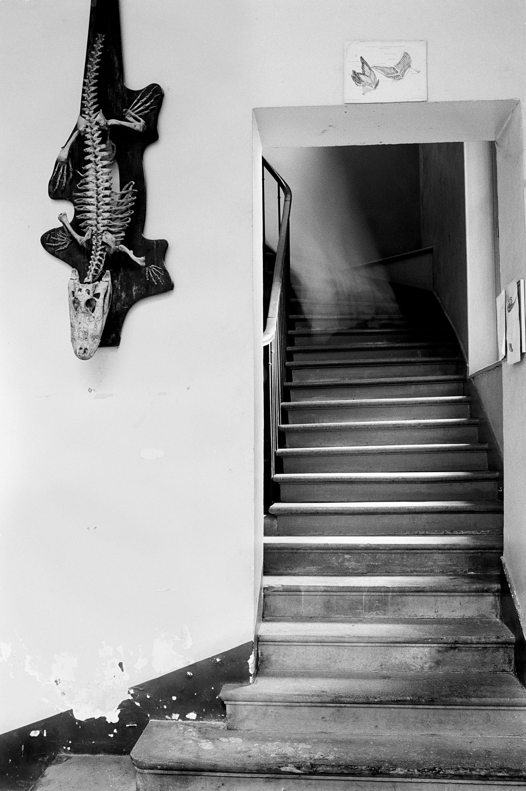 photo escalier noir et blanc