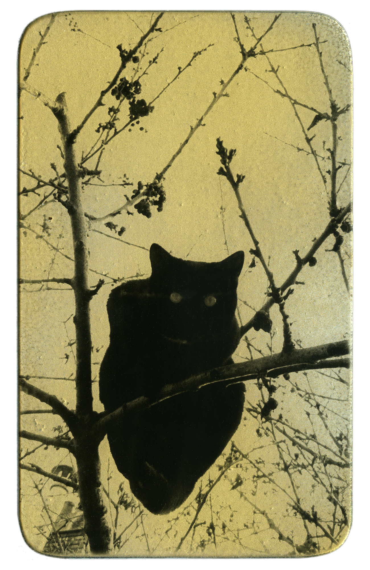 photo chat noir sur arbre