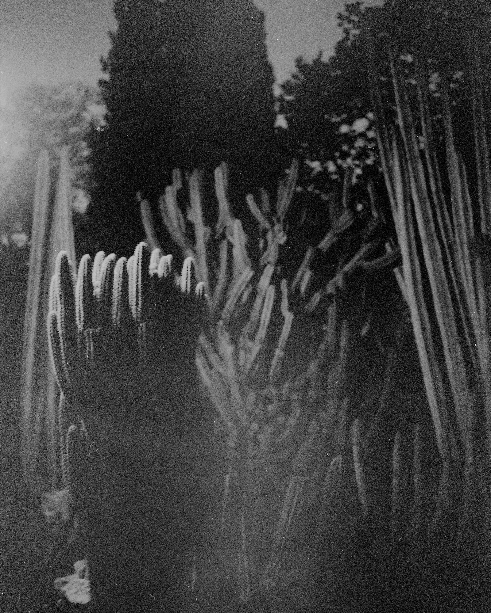 photographie noire et blanc plantes