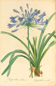 Dessins de fleurs, les Liliacées, de couleurs bleue. Gros plan.