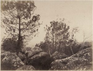 Eugène Cuvelier, Roches et pins dans la forêt de Fontainebleau, vers 1860, photographie (épreuve sur papier salé à partir d’un négatif papier ciré), 25,4×33,5 cm. Musée d’Orsay, Paris, France. Photo © RMN-Grand Palais (musée d’Orsay) / Hervé Lewandowski.