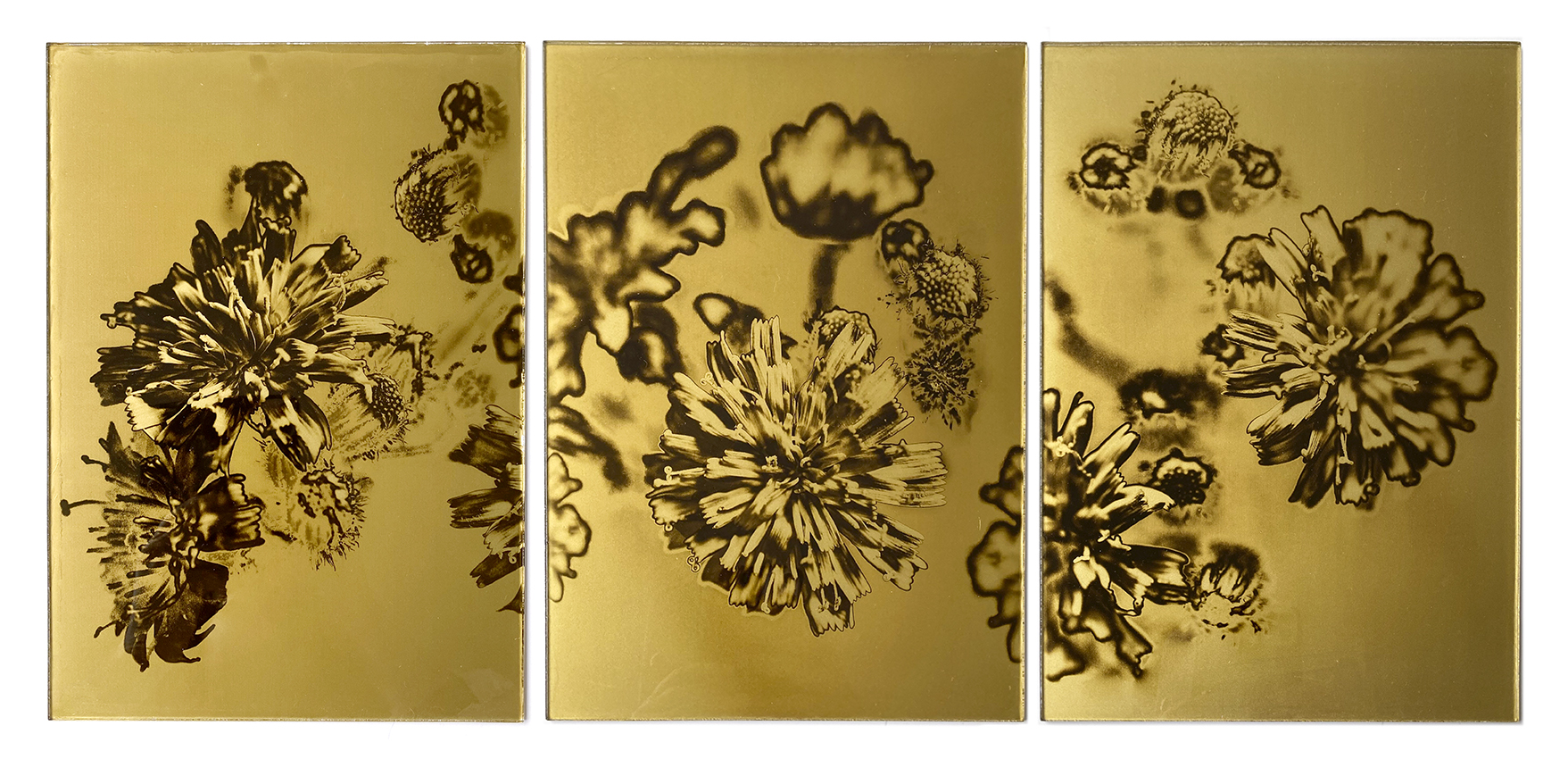 SOPHIE ZENON, Orotone-Eperviere de Bauhin-Triptyque, 2024.