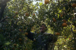 Gregor Božič, Vieux verger à terrasses de mandarines tardives de Ciaculli (Ciaculli, Palerme, Sicile), 2020 (prise de vue), 2024 (tirage gélatino-argentique) © Gregor Božič.