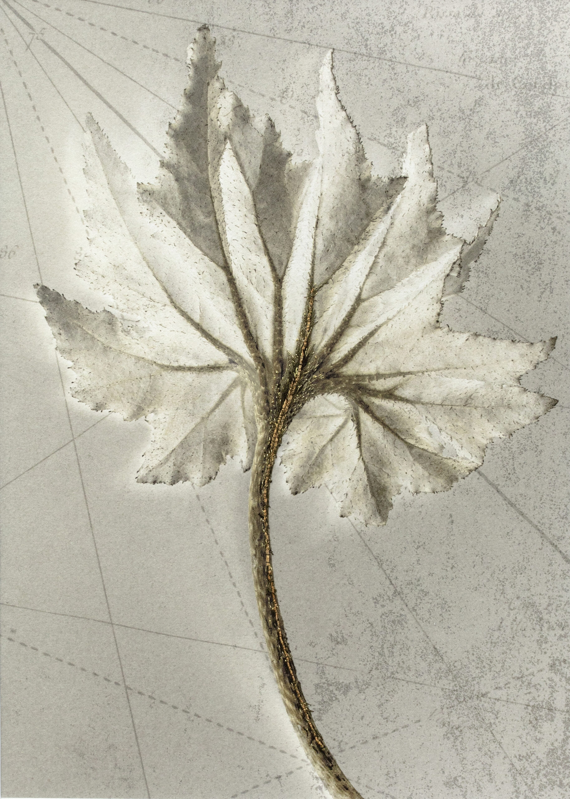 Sophie ZÉNON, ‘Black Fang’ Broderie : Sylvie DESCHAMPS 2025. Plante hybride. Techniques mixtes: Photographie 20 x 28 cm sur papier japon Shin Inbe 110 gr. Détail d’une carte marine du XVIIè siècle. Broderie : cannetille or brillant et mat, fil diamant or clair au point de sable, soie noire au point lancé.
