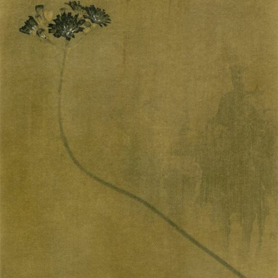 Épervière de Bauhin 2024. © Sophie Zénon. Plante introduite en Lorraine par les Allemands pendant la Première Guerre mondiale. Tirage sur papier japon Shin Inbe. Réhauts au crayon blanc. Cire.