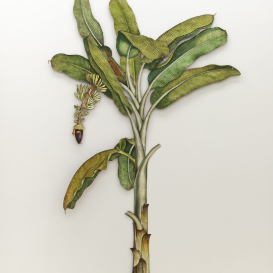 Peter Kilchman_Ishita Chakraborty_In Passage Tropical, Banana_2025_Watercolour and acrylic on jute pasted saree otton fabric_234